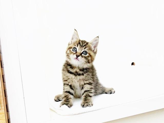 animal_image