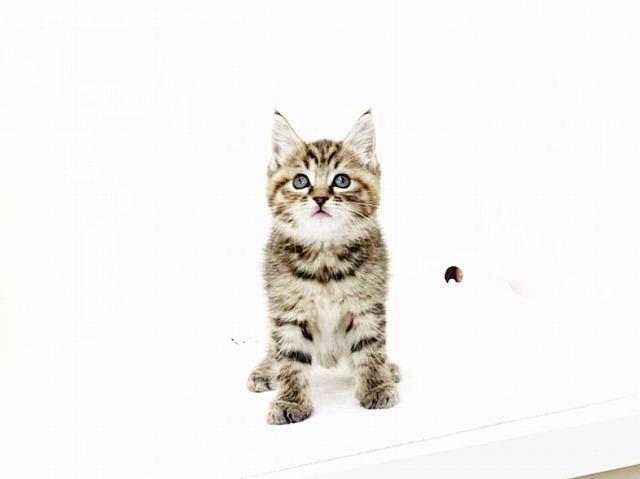 animal_image
