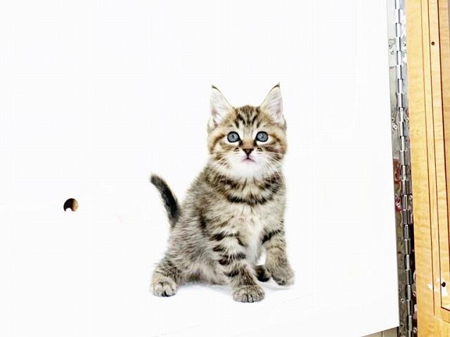animal_image