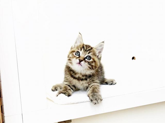 animal_image