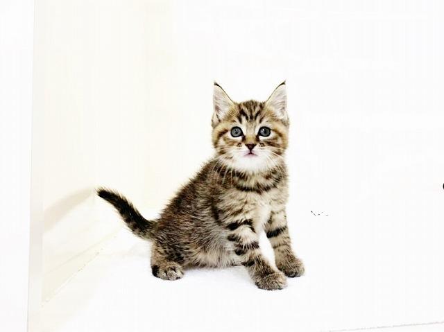 animal_image