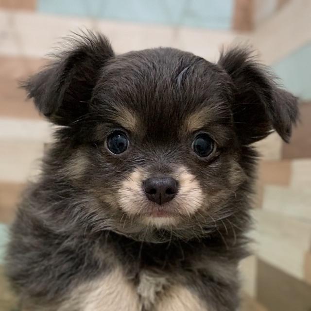 animal_image