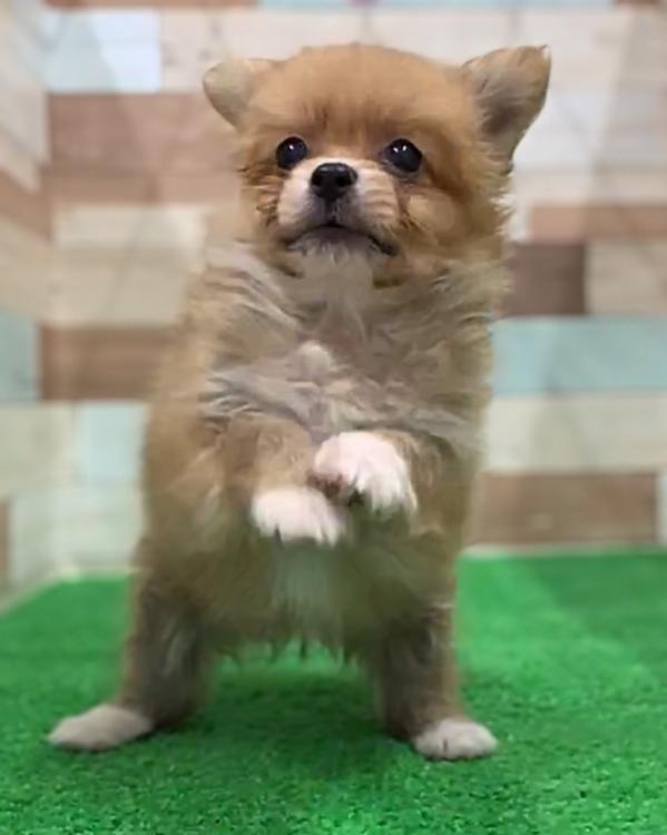 animal_image