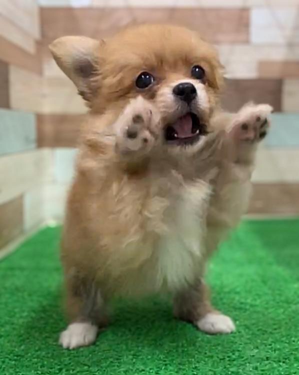 animal_image