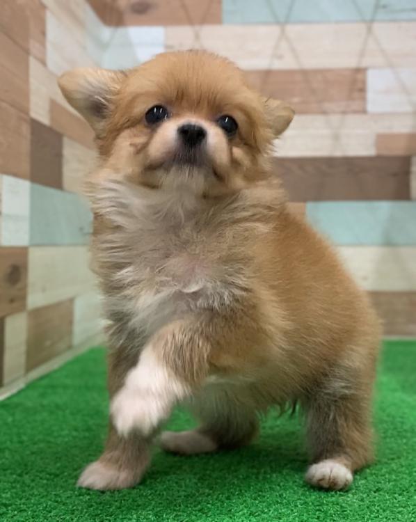 animal_image
