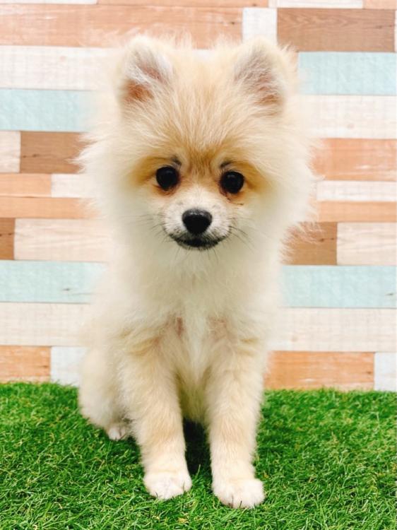 animal_image