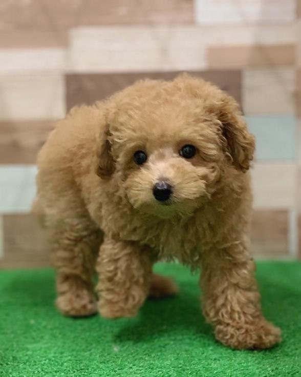 animal_image
