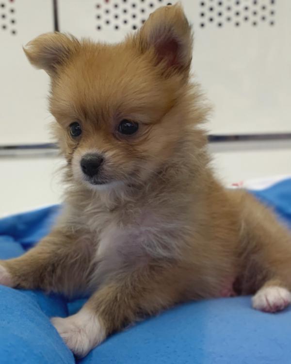 animal_image