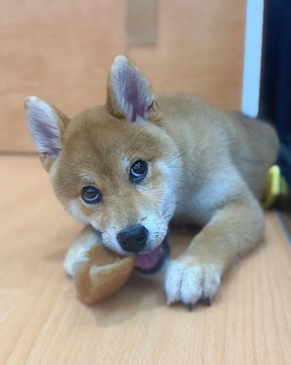 animal_image