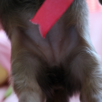 animal_image