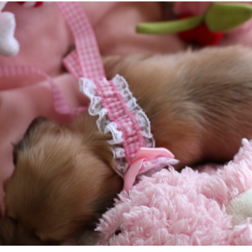 animal_image