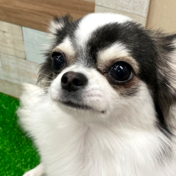 animal_image