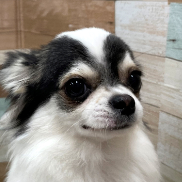 animal_image