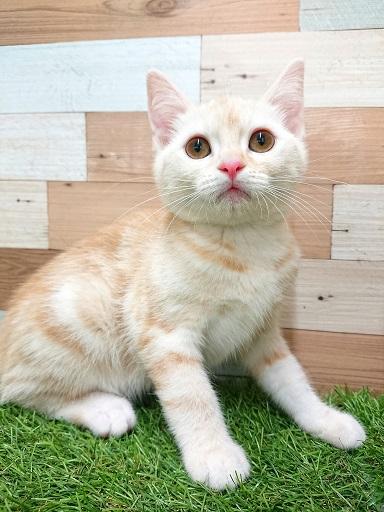 animal_image