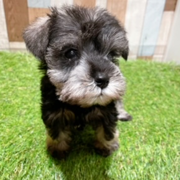 animal_image