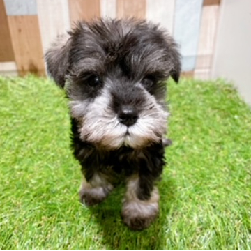 animal_image