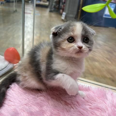 animal_image