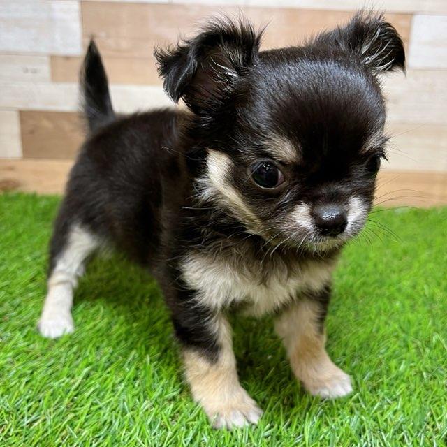animal_image