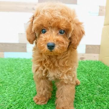 animal_image