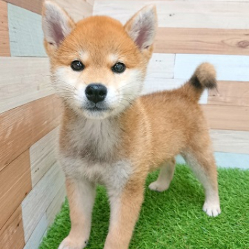 animal_image