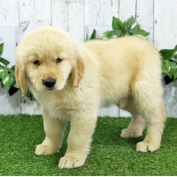 animal_image