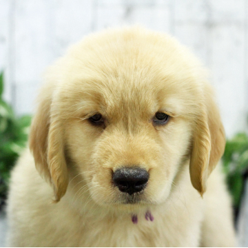animal_image
