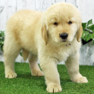 animal_image