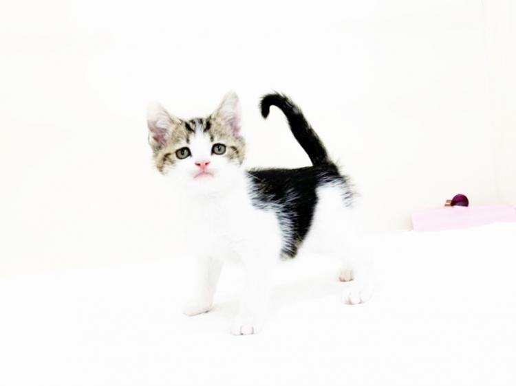 animal_image