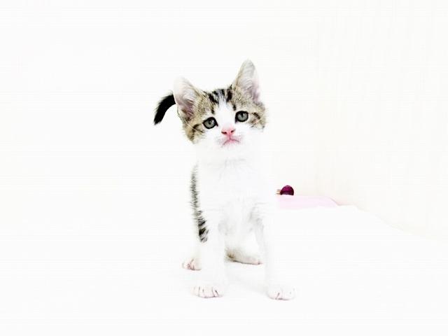 animal_image