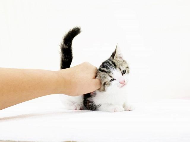 animal_image