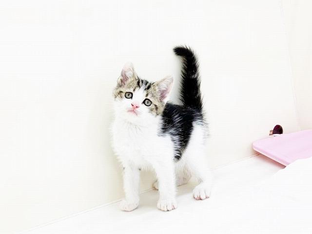 animal_image