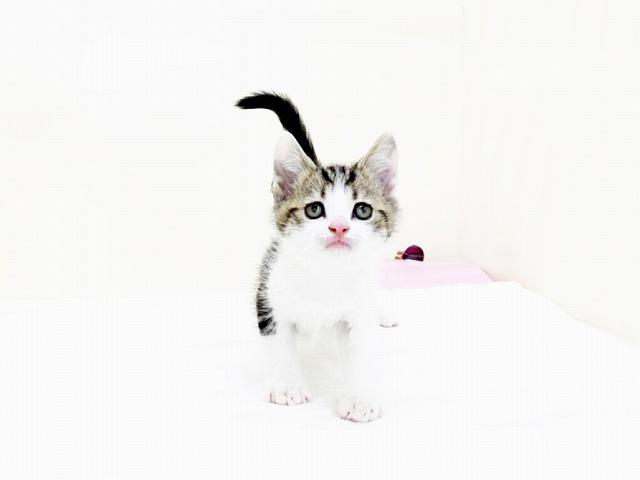 animal_image