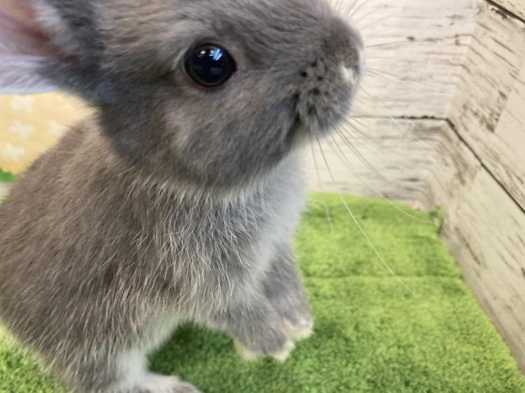 animal_image