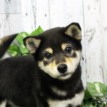 animal_image