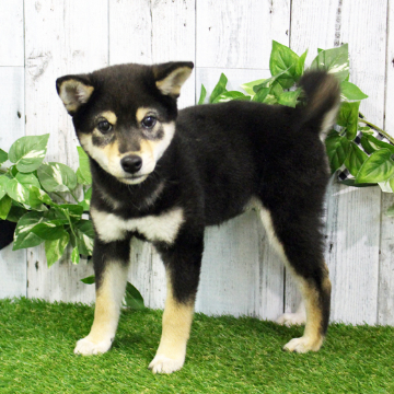 animal_image
