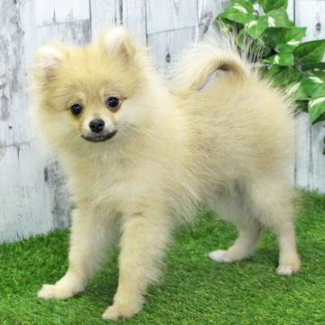 animal_image