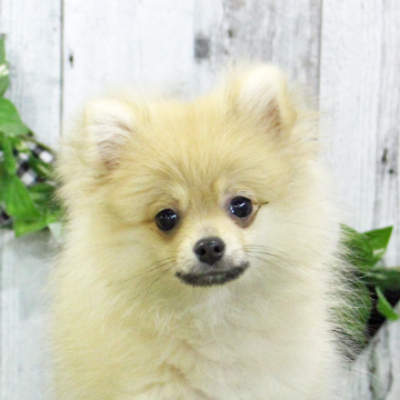 animal_image