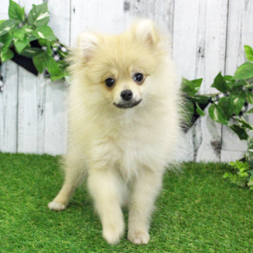 animal_image