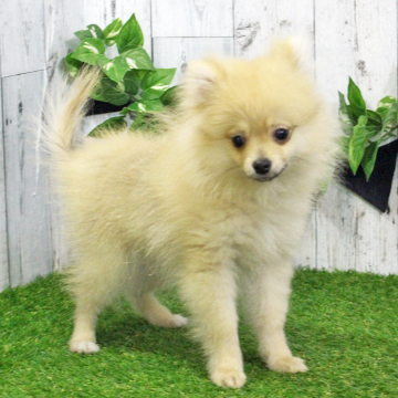 animal_image