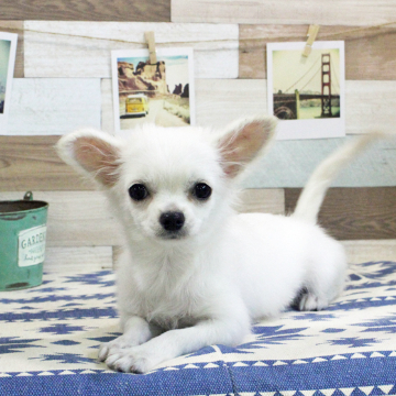 animal_image