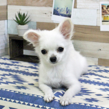 animal_image