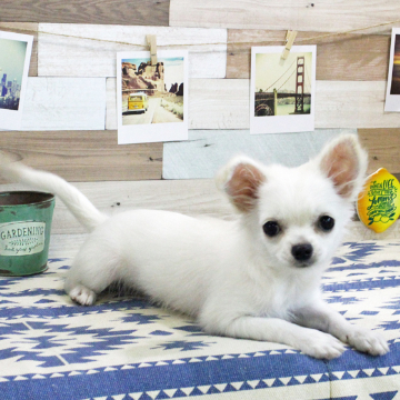 animal_image
