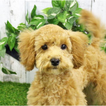 animal_image