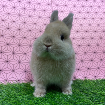 animal_image