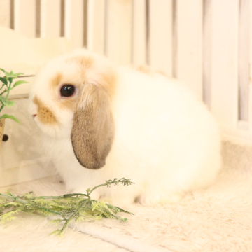 animal_image