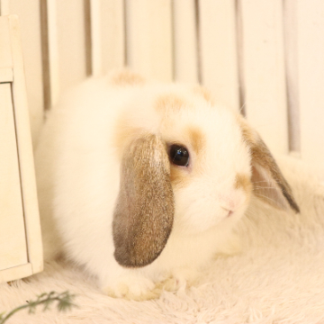 animal_image