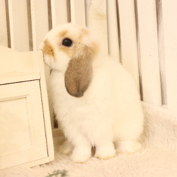 animal_image