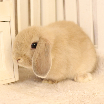 animal_image