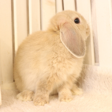 animal_image