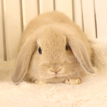animal_image